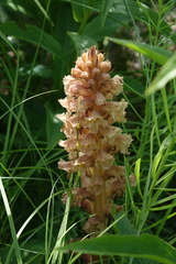 Orobanche alsatica