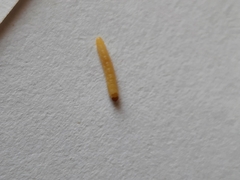 Insecta