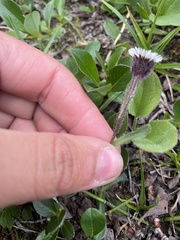 Erigeron humilis