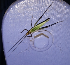Oecanthus pini