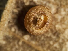 Caryomyia melicrustum