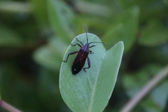 Physomerus grossipes