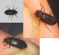 Potamophilus acuminatus