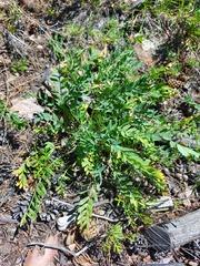 Oxytropis caespitosa