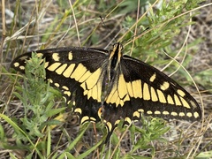 Papilio machaon dodi