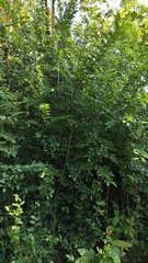 Nothofagus obliqua
