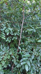 Nothofagus obliqua