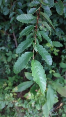Nothofagus obliqua