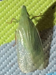 Rhynchomitra
