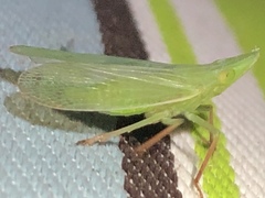 Rhynchomitra