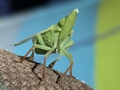 Rhynchomitra