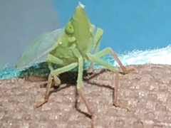 Rhynchomitra