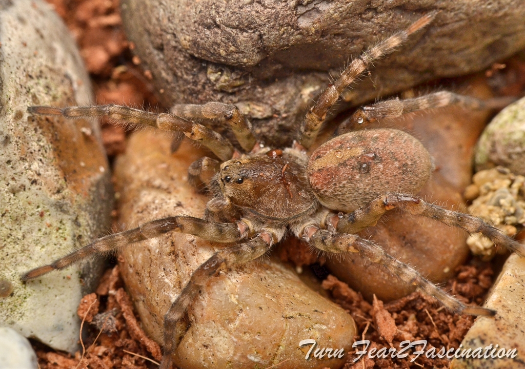 Arctosa cinerea