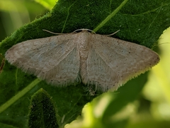 Idaea obsoletaria