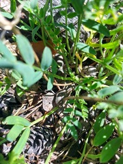 Oxytropis caespitosa