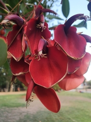 Faboideae
