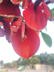 Faboideae