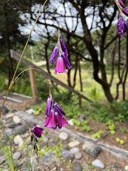 Dierama pulcherrimum