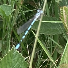 Argia bipunctulata