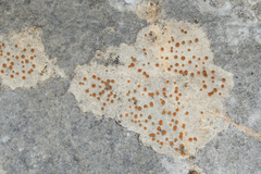 Protoblastenia incrustans