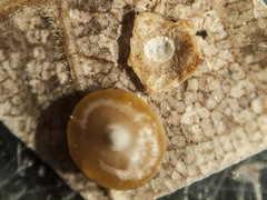 Caryomyia melicrustum