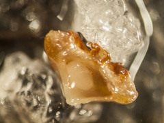 Caryomyia melicrustum