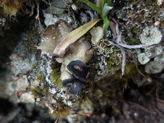 Peltigera venosa