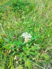 Plantago lanceolata