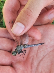 Orthetrum cancellatum
