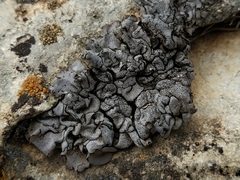 Dermatocarpon intestiniforme