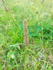 Plantago lanceolata