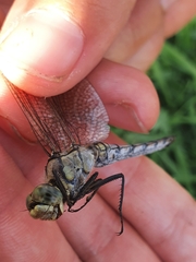 Orthetrum cancellatum