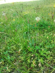 Plantago lanceolata