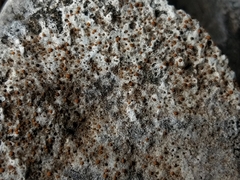 Protoblastenia incrustans