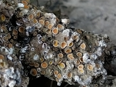 Gyalecta foveolaris