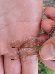 Orthetrum cancellatum