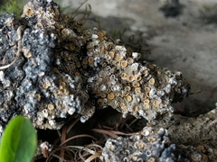 Gyalecta foveolaris