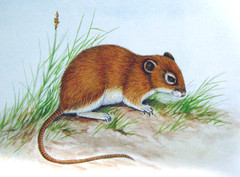Losea Rat photo 4