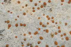 Protoblastenia incrustans