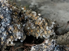 Gyalecta foveolaris