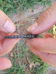Orthetrum cancellatum
