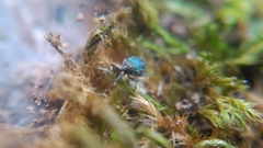 Ceutorhynchus erysimi