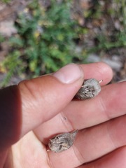 Oxytropis caespitosa