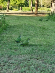 Myiopsitta monachus