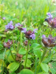 Prunella vulgaris