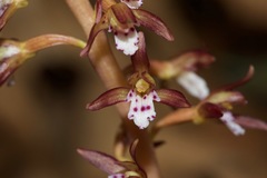 Corallorhiza maculata maculata