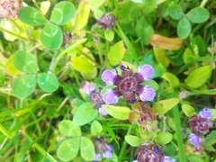 Prunella vulgaris