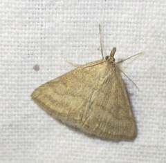 Psammotis pulveralis