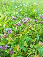 Prunella vulgaris