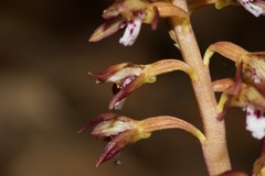 Corallorhiza maculata maculata